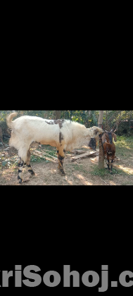 তোতাপুরী পাঠা ছাগল
